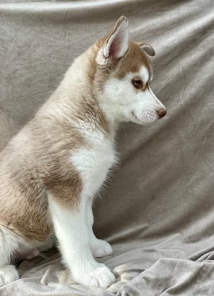 stupendi cuccioli di Siberian Husky disponibili per adozione | Foto 2