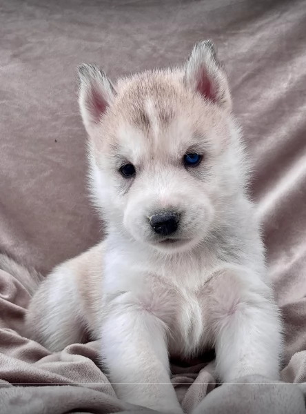 stupendi cuccioli di Siberian Husky disponibili per adozione | Foto 1