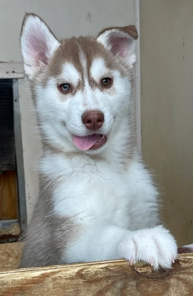 stupendi cuccioli di Siberian Husky disponibili per adozione | Foto 0