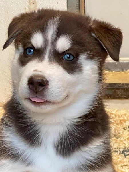 stupendi cuccioli di Siberian Husky disponibili per adozione