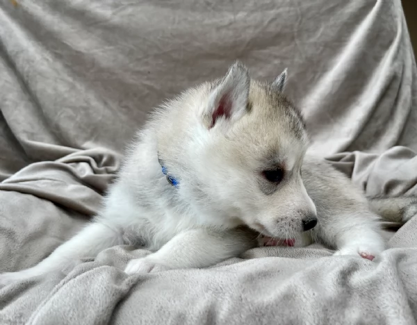 stupendi cuccioli di Siberian Husky disponibili per adozione | Foto 6