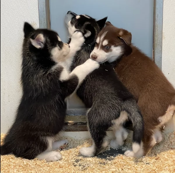 stupendi cuccioli di Siberian Husky disponibili per adozione | Foto 5