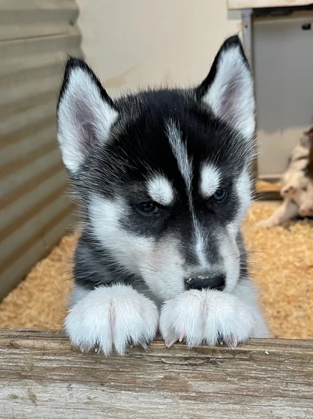 stupendi cuccioli di Siberian Husky disponibili per adozione | Foto 4
