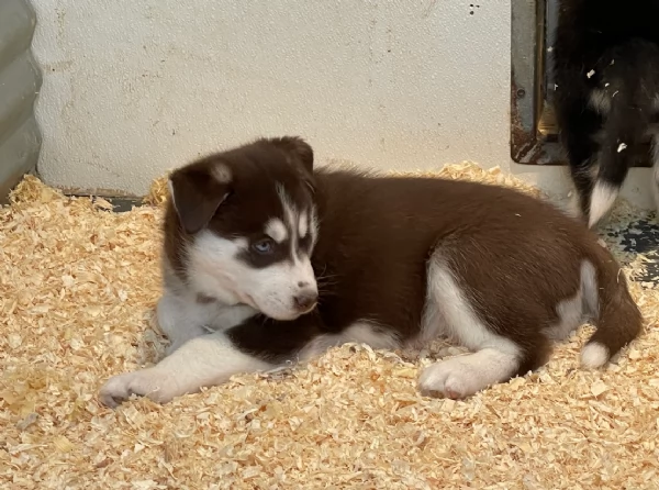 stupendi cuccioli di Siberian Husky disponibili per adozione | Foto 3
