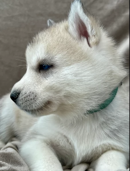 stupendi cuccioli di Siberian Husky disponibili per adozione | Foto 2