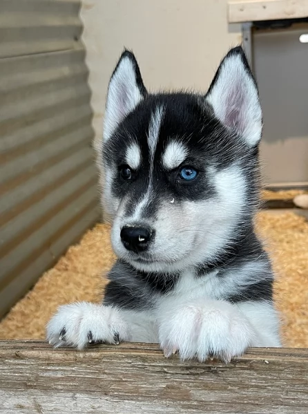 stupendi cuccioli di Siberian Husky disponibili per adozione | Foto 1