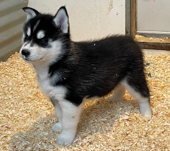 stupendi cuccioli di Siberian Husky disponibili per adozione | Foto 1