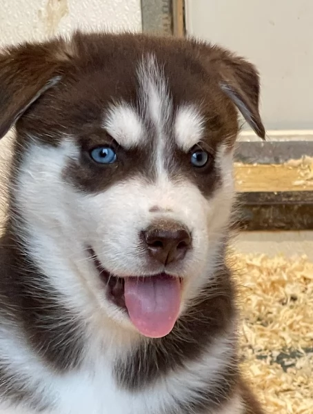 stupendi cuccioli di Siberian Husky disponibili per adozione | Foto 6