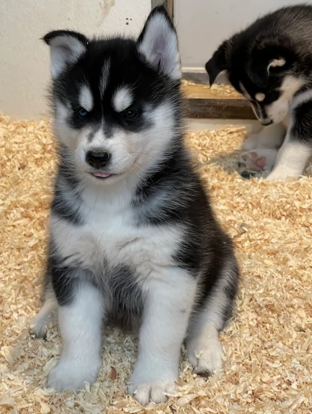 stupendi cuccioli di Siberian Husky disponibili per adozione | Foto 5