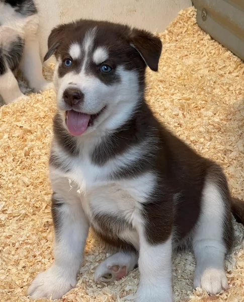 stupendi cuccioli di Siberian Husky disponibili per adozione | Foto 2