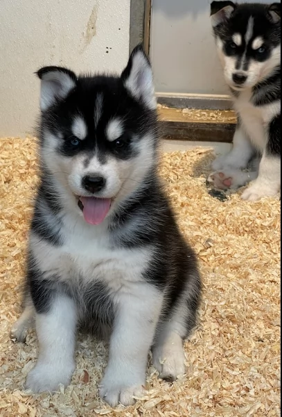 stupendi cuccioli di Siberian Husky disponibili per adozione | Foto 0