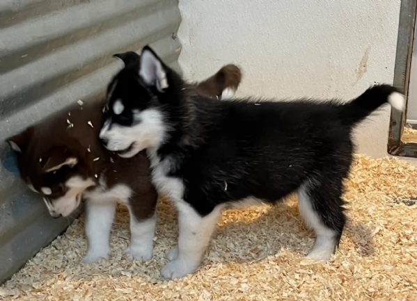 stupendi cuccioli di Siberian Husky disponibili per adozione | Foto 4