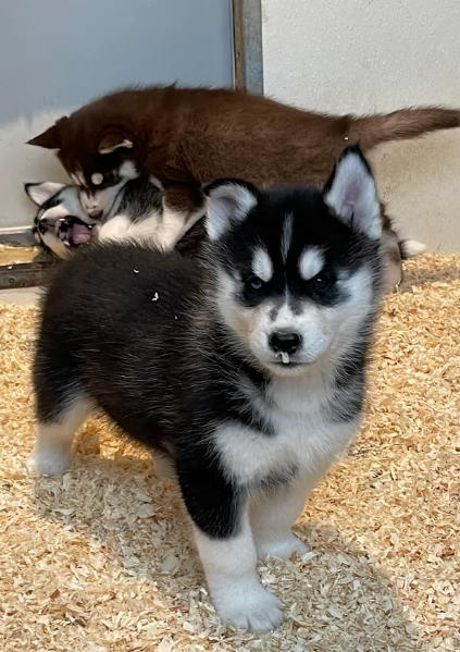 stupendi cuccioli di Siberian Husky disponibili per adozione | Foto 3