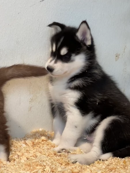 stupendi cuccioli di Siberian Husky disponibili per adozione | Foto 2