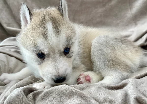 stupendi cuccioli di Siberian Husky disponibili per adozione | Foto 6