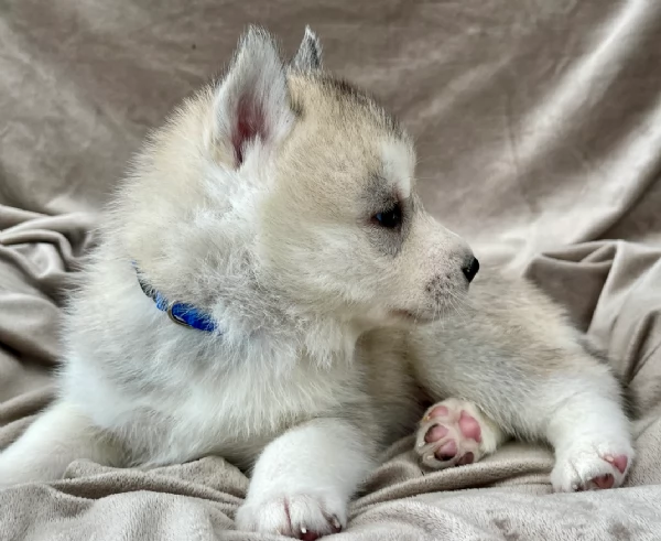 stupendi cuccioli di Siberian Husky disponibili per adozione | Foto 5