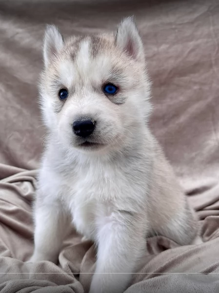stupendi cuccioli di Siberian Husky disponibili per adozione | Foto 4