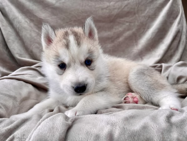 stupendi cuccioli di Siberian Husky disponibili per adozione