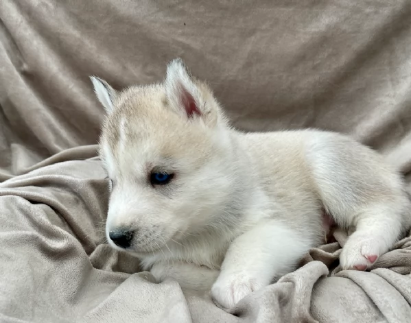 stupendi cuccioli di Siberian Husky disponibili per adozione | Foto 0