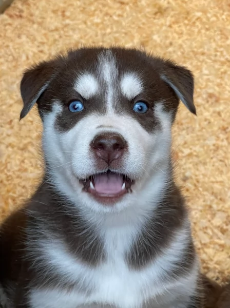 stupendi cuccioli di Siberian Husky disponibili per adozione