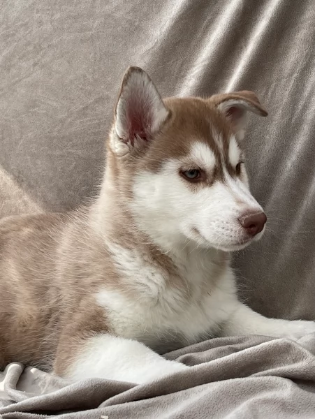 stupendi cuccioli di Siberian Husky disponibili per adozione | Foto 6