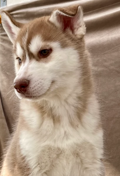 stupendi cuccioli di Siberian Husky disponibili per adozione | Foto 5