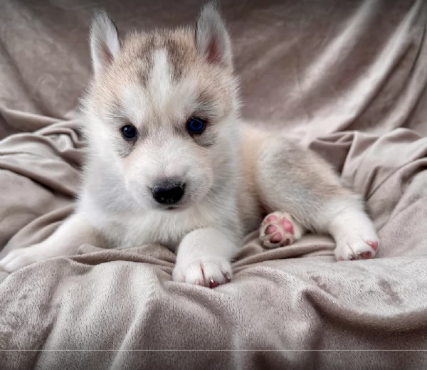 stupendi cuccioli di Siberian Husky disponibili per adozione | Foto 4