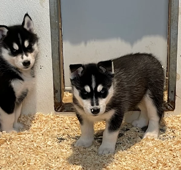 stupendi cuccioli di Siberian Husky disponibili per adozione