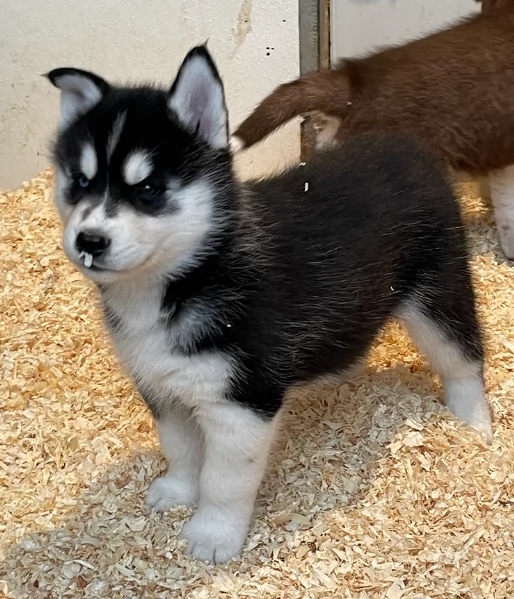 stupendi cuccioli di Siberian Husky disponibili per adozione | Foto 5