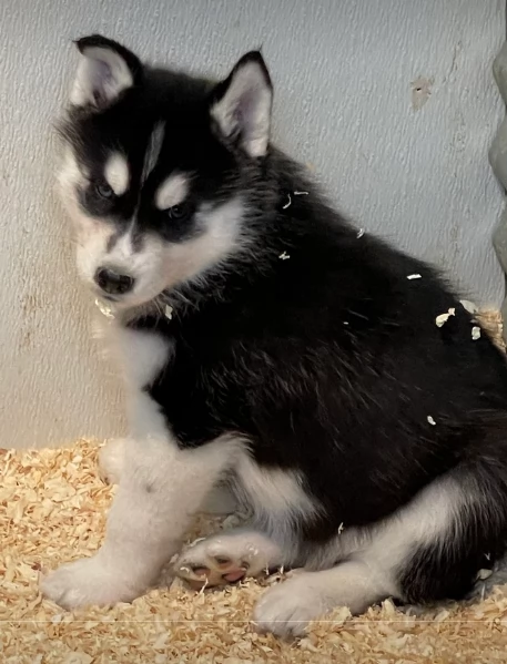 stupendi cuccioli di Siberian Husky disponibili per adozione | Foto 1