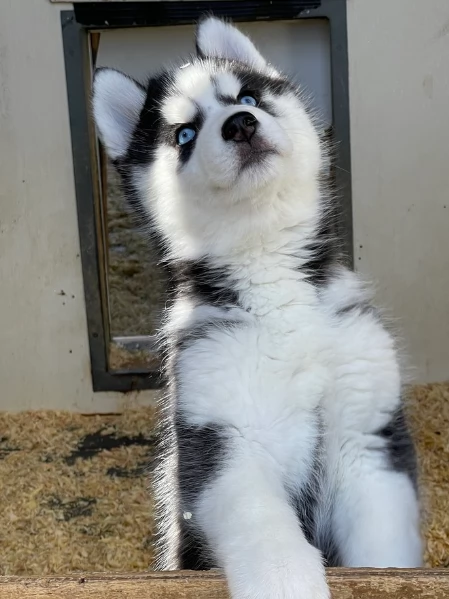 stupendi cuccioli di Siberian Husky disponibili per adozione | Foto 3
