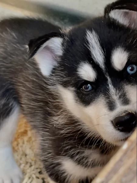 stupendi cuccioli di Siberian Husky disponibili per adozione | Foto 6