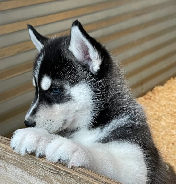 stupendi cuccioli di Siberian Husky disponibili per adozione | Foto 5