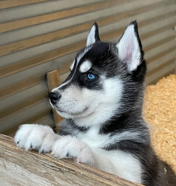 stupendi cuccioli di Siberian Husky disponibili per adozione | Foto 3
