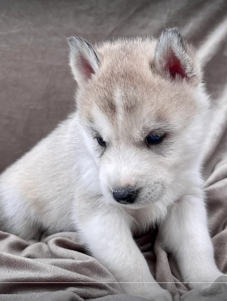 stupendi cuccioli di Siberian Husky disponibili per adozione | Foto 2