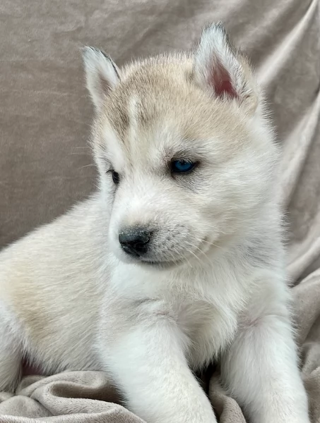 stupendi cuccioli di Siberian Husky disponibili per adozione | Foto 0