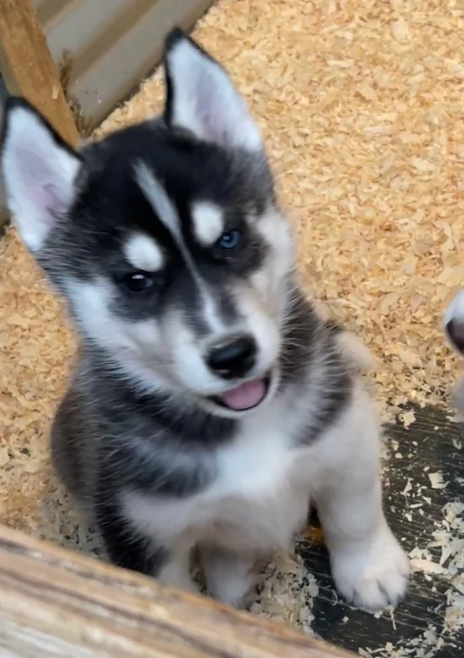 stupendi cuccioli di Siberian Husky disponibili per adozione