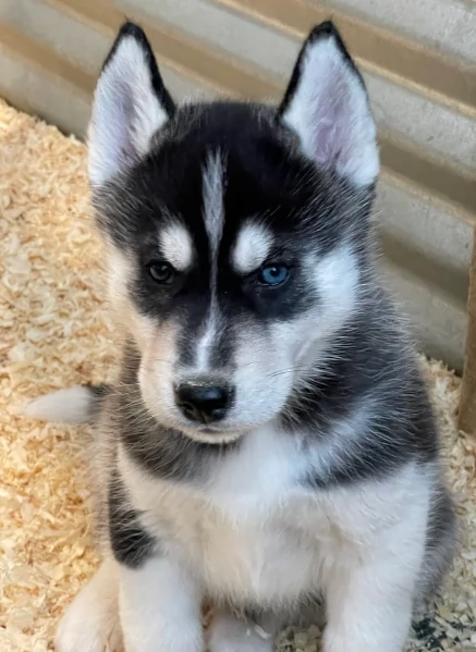stupendi cuccioli di Siberian Husky disponibili per adozione | Foto 5