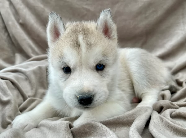 stupendi cuccioli di Siberian Husky disponibili per adozione | Foto 4
