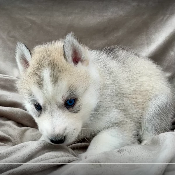 stupendi cuccioli di Siberian Husky disponibili per adozione | Foto 2