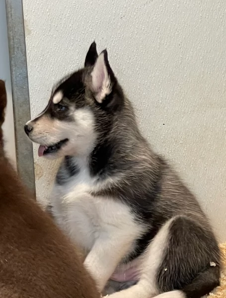 stupendi cuccioli di Siberian Husky disponibili per adozione | Foto 1