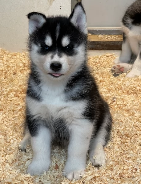 stupendi cuccioli di Siberian Husky disponibili per adozione