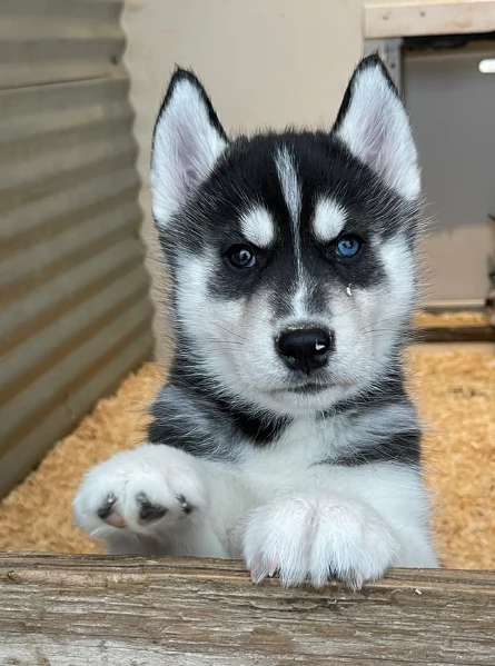 stupendi cuccioli di Siberian Husky disponibili per adozione | Foto 4