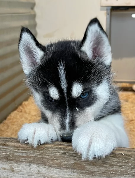 stupendi cuccioli di Siberian Husky disponibili per adozione | Foto 1