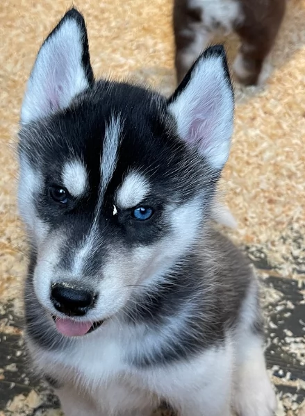 stupendi cuccioli di Siberian Husky disponibili per adozione | Foto 0
