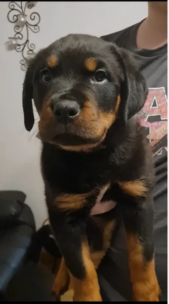 cuccioli di rottweiler di altissima qualitagrave purosangue al 100 per adozione | Foto 5
