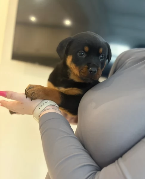 cuccioli di rottweiler di altissima qualitagrave purosangue al 100 per adozione | Foto 5