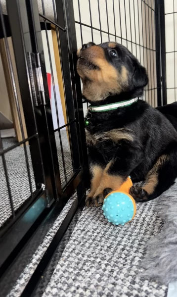 cuccioli di rottweiler di altissima qualitagrave purosangue al 100 per adozione | Foto 0