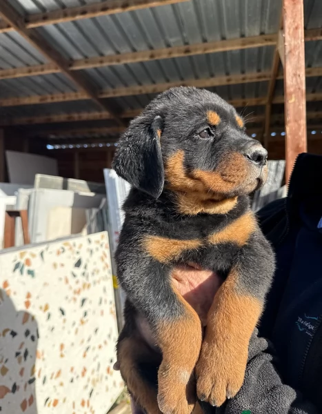 cuccioli di rottweiler di altissima qualitagrave purosangue al 100 per adozione