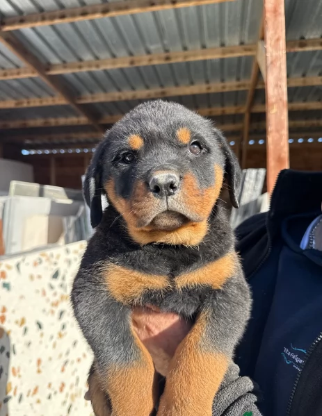 cuccioli di rottweiler di altissima qualitagrave purosangue al 100 per adozione | Foto 0